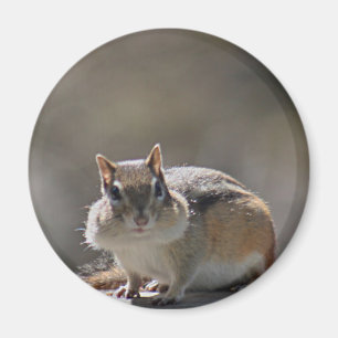 Íman Chipmunk