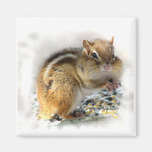 Íman Chipmunk
