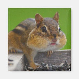 Íman Chipmunk
