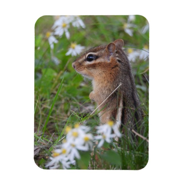 Íman Chipmunk Adorável das flores (Vertical)