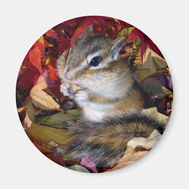 Íman Chipmunk , Autumn (8)　photo (Frente)