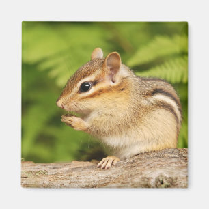 Íman chipmunk bonito do bebê