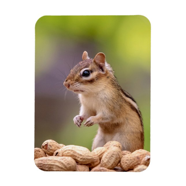 Íman Chipmunk com amendoins (Vertical)