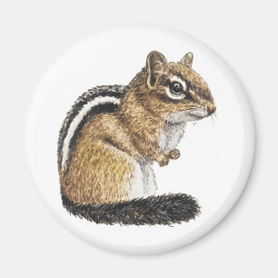 Íman Chipmunk Cutie