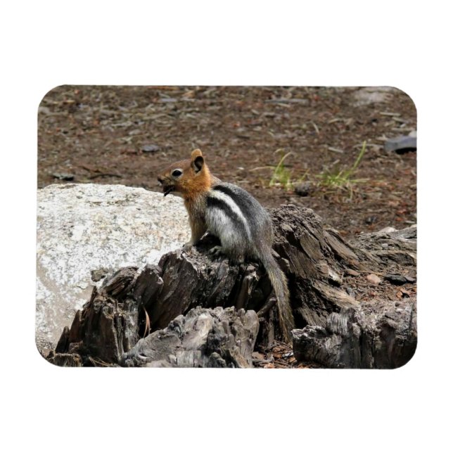 Íman Chipmunk em Yosemite, Califórnia (Horizontal)