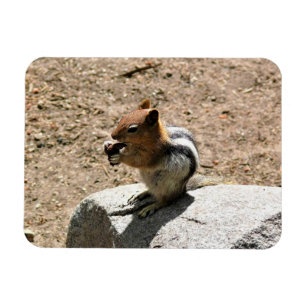 Íman Chipmunk em Yosemite, Califórnia