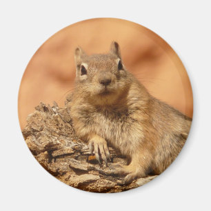 Íman Chipmunk engraçado que encontra-se em uma rocha