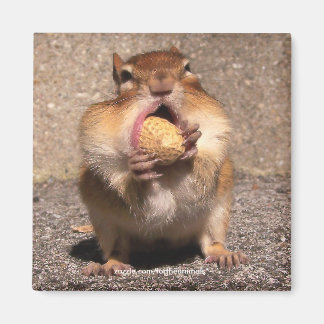 Íman Chipmunk - Magnet