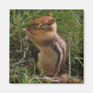 Íman Chipmunk -Magnet