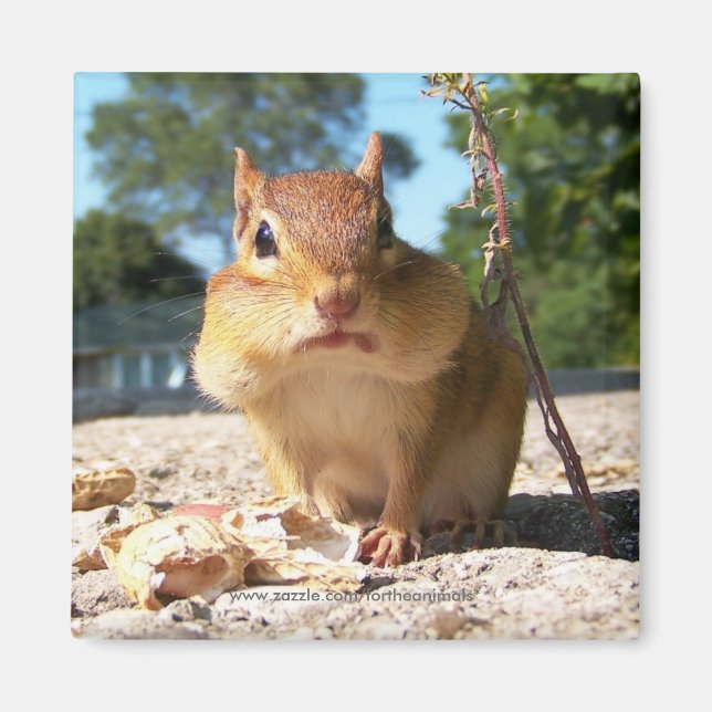 Íman Chipmunk -Magnet (Frente)