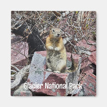 Chipmunk no Parque Nacional Glacier