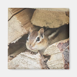 Íman Chipmunk numa pilha de madeira