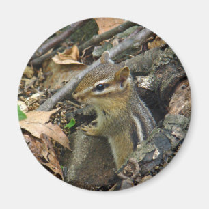 Íman Chipmunk Oriental - Tamias striatus