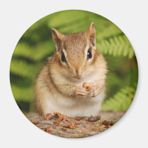 Íman chipmunk pequeno do bebê