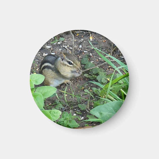 Íman Chipmunk Photo In The Garden Eating Seeds  (Frente)