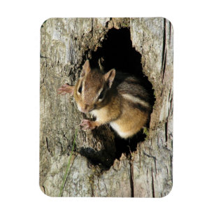Íman Chipmunk Retirar