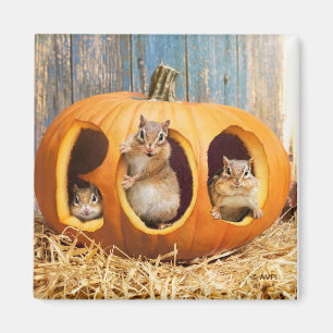 Íman Chipmunks Dentro Boo Jack-o-Lanterna