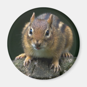 Íman Chippy O Magnet Do Chipmunk