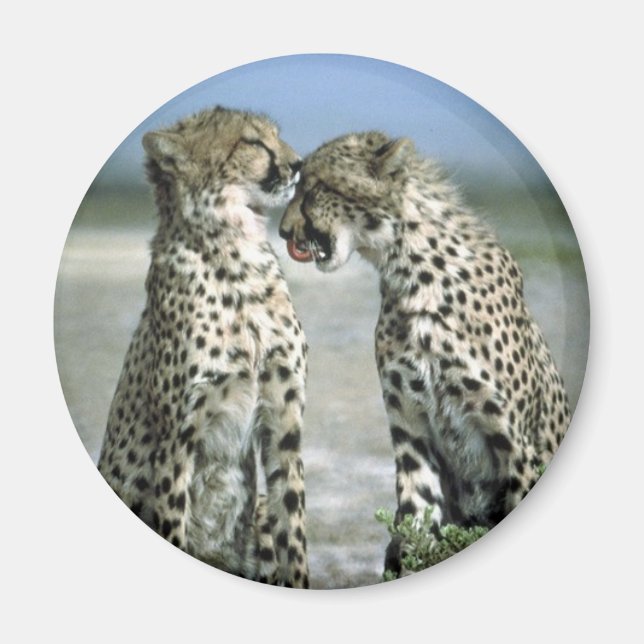 Íman chita (Frente)