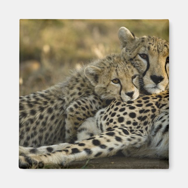 Íman Chita, Acinonyx jubatus, com filhote no Masai 2 (Frente)