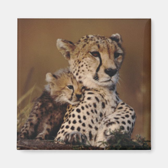 Íman Chita Mãe e Cub Magnet (Frente)