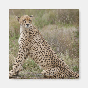 Íman chita masculina, jubatus do Acinonyx, Serengeti,