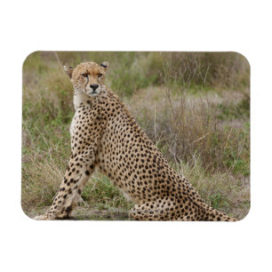Íman chita masculina, jubatus do Acinonyx, Serengeti,
