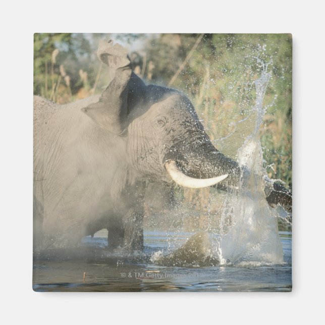 Íman Chobe River, Botsuana, África (Frente)