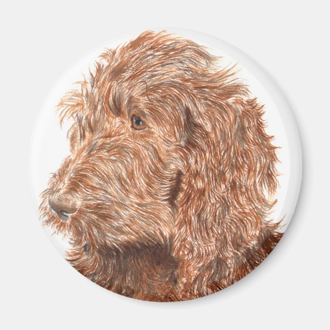 Íman Chocolate Labradoodle #2 Magnet (Frente)