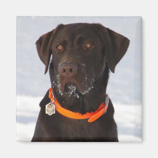 Íman Chocolate Labrador Magnet (Frente)