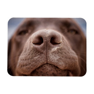 Íman Chocolate Labrador Nose Closeup