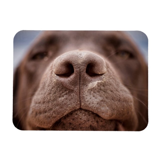 Íman Chocolate Labrador Nose Closeup (Horizontal)