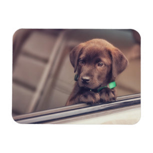 Íman Chocolate Labrador Pupido No Carro