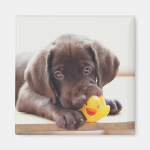 Íman Chocolate Labrador Puppy Com Pato De Brinquedo