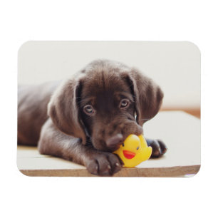 Íman Chocolate Labrador Puppy Com Pato De Brinquedo