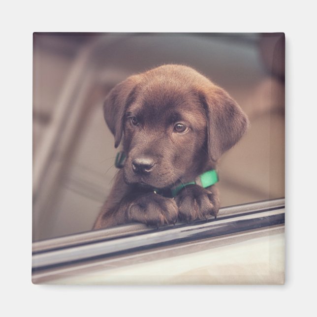 Íman Chocolate Labrador Puppy No Carro (Frente)