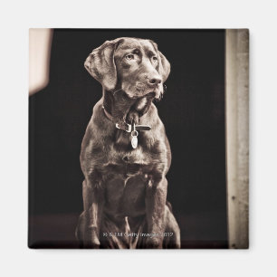 Íman Chocolate labrador retriever