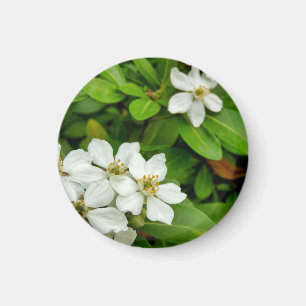 Íman Choisya Ternata