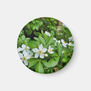 Íman Choisya Ternata