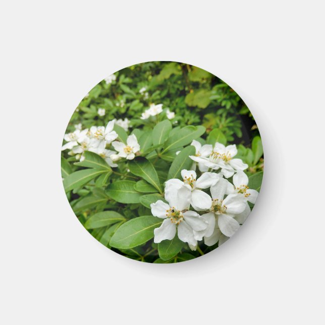 Íman Choisya Ternata (Frente)