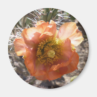 Íman Cholla Peach Bloom Magnet