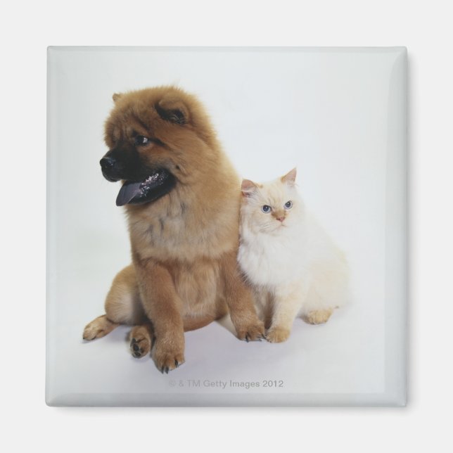 Íman Chow Chow e um Gato Branco sentados juntos (Frente)