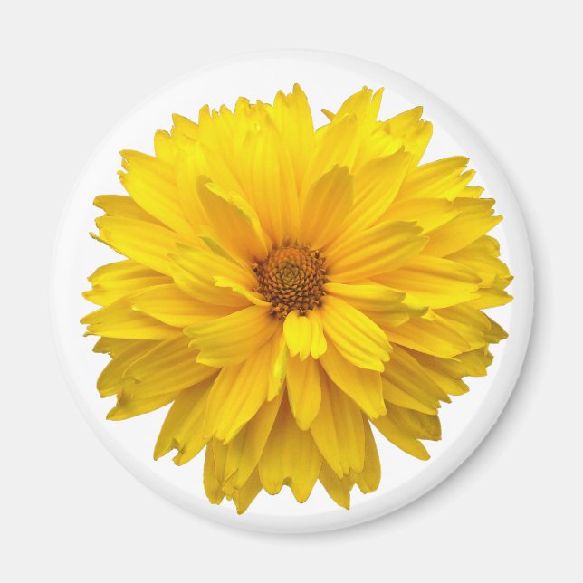 Íman Chrysanthemum (Frente)