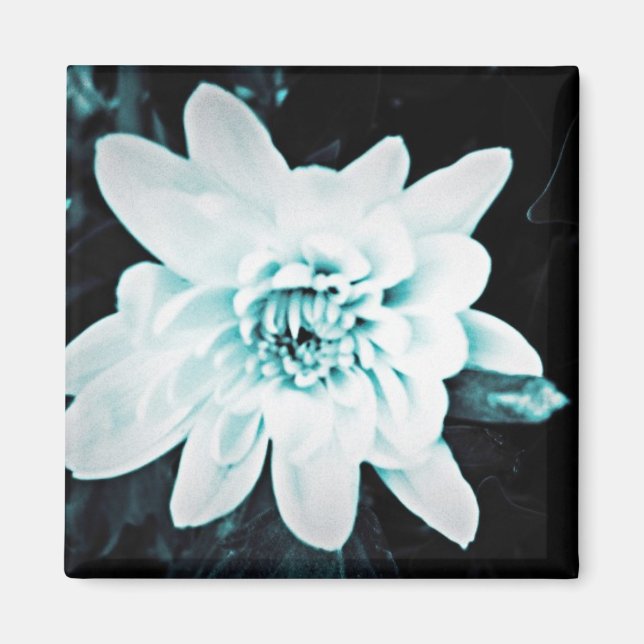 Íman Chrysanthemum (Frente)