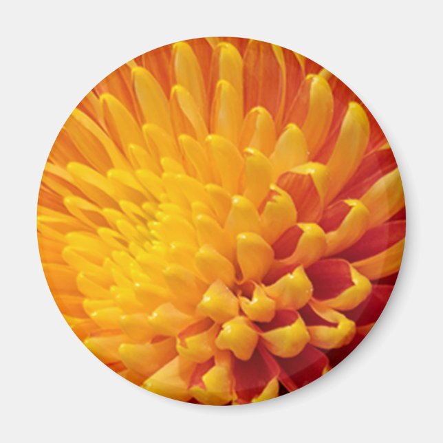Íman Chrysanthemum Amarelo e Laranja (Frente)