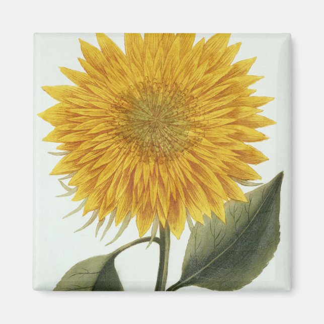 Íman Chrysanthemum Indicum do 'Pythanthoza Iconograph (Frente)