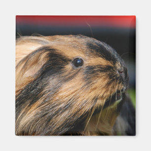 Íman Chubbles Magnet