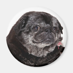Íman Chubbs o ímã de Wampug