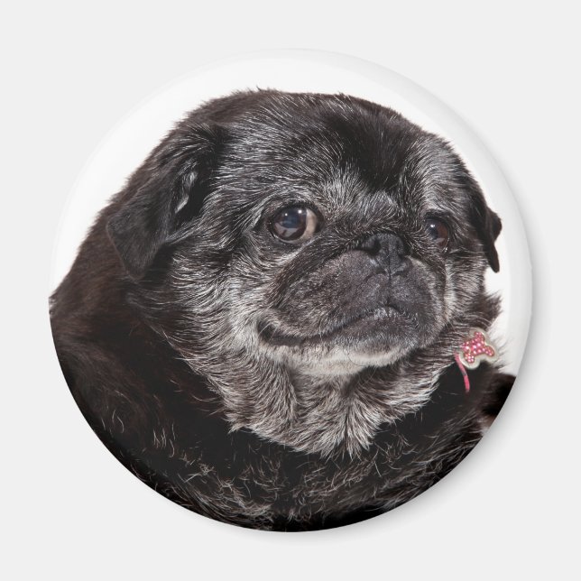 Íman Chubbs O Magno De Wampug (Frente)