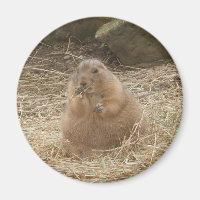 Chubby Prairie Dog
